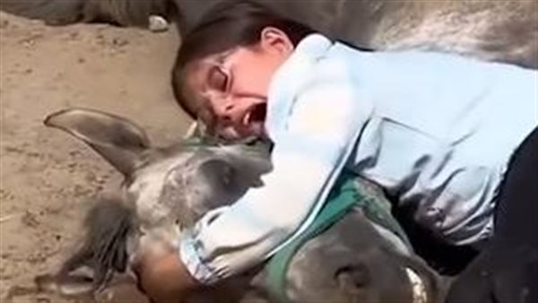 لانيا وحصانها 