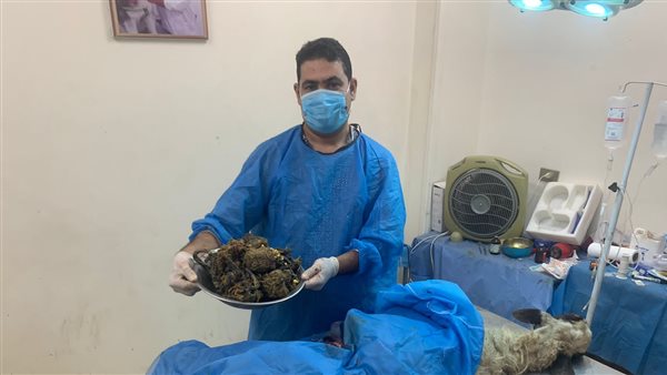 انقاذ الخروف 