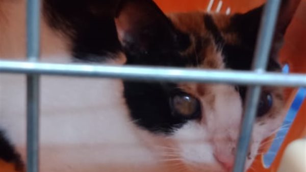 صورة من الحدث