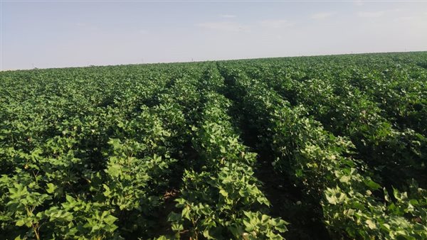 زراعة - ارشيفية 