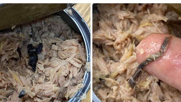 صورة التونة 