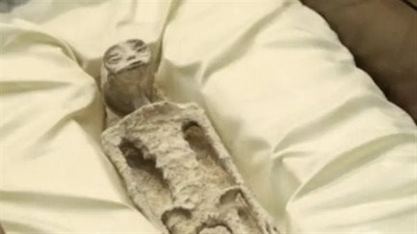 الكائنات غير البشرية