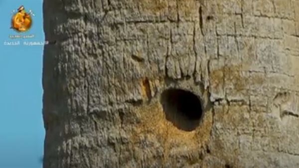  النخل في بورسعيد