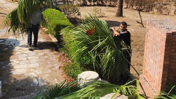 عمليات التجميل 