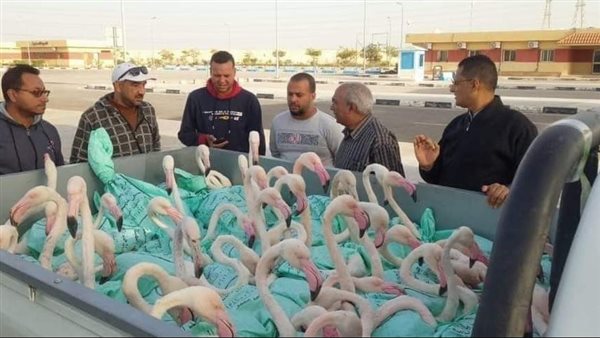 طيور الفلامنجو 