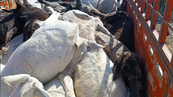 مديرية الطب البيطري