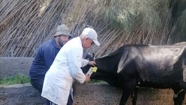 حملة تحصين ضد الحمى