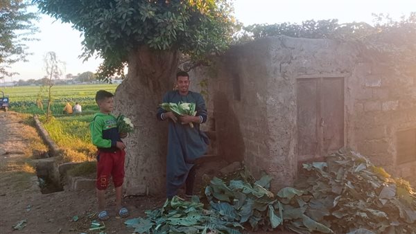 حصاد محصول القرنبيط