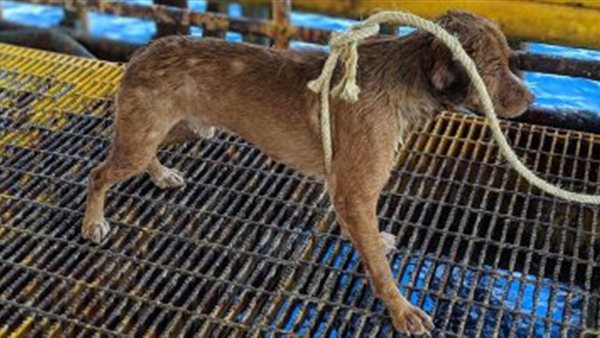 إستجابة فورية لإنقاذ