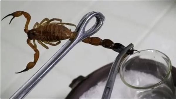 سم عقرب - أرشيفية