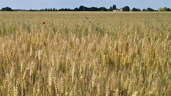 قمح - أرشيفية 