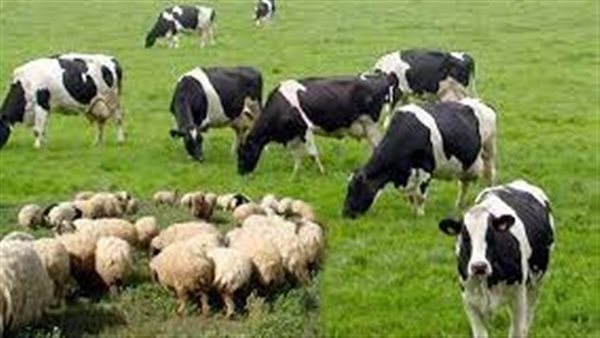 صورة ارشيفية