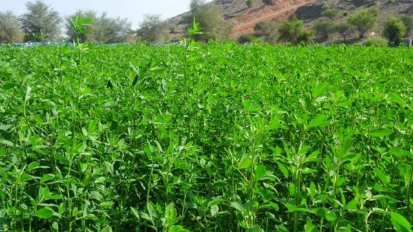 برسيم - أرشيفية 