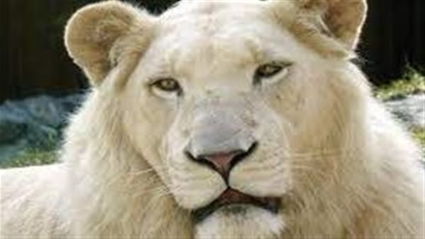 حيوانات نادرة