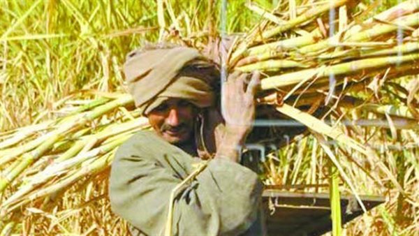 مزراعي القصب