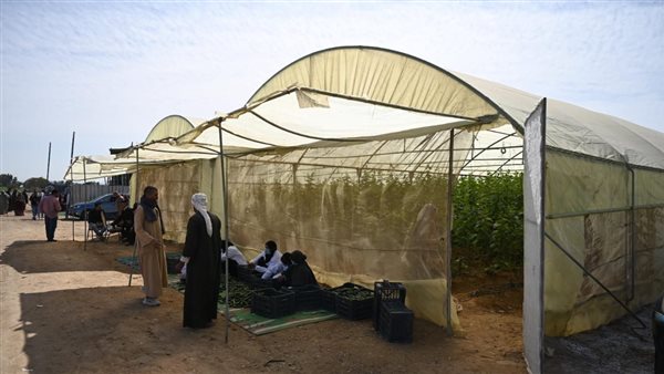 محافظة المنيا