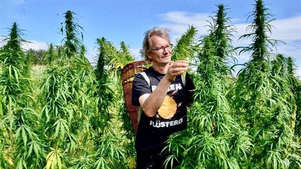 حشيش القنّب