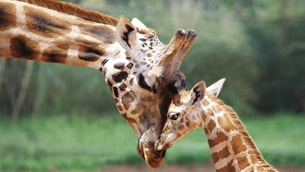 مذيع برنامج صباح