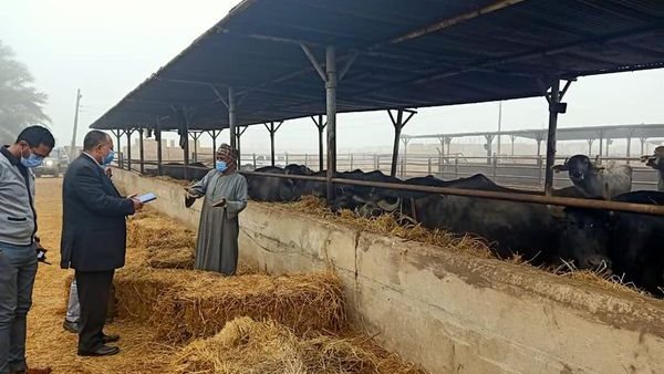 مزارع الثروة الحيوانية