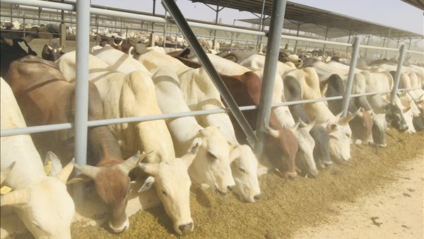 صورة من الحدث