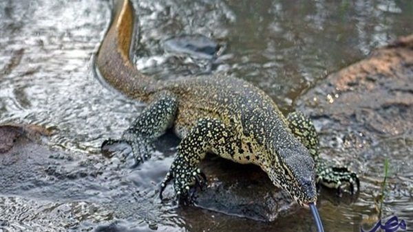 حيوان يشة التمساح