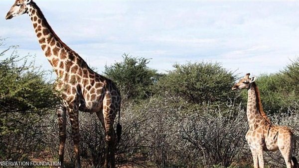 أقصر زرافتين في العالم