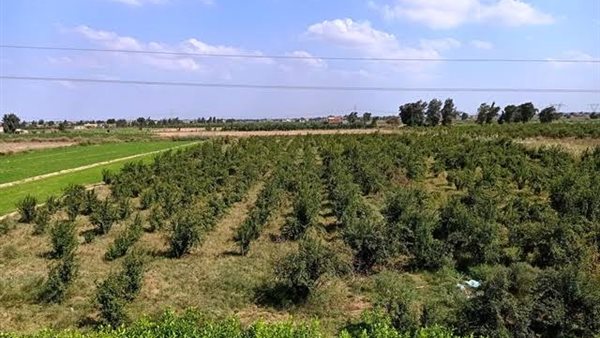 الصعيد الأخضر