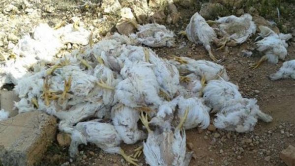 صورة ارشيفية