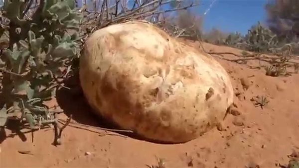 نبات الترفاس