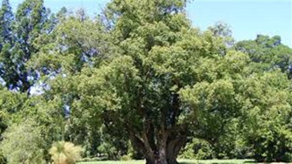 أشجار الكافور