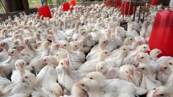 الدجاج - ارشيفية