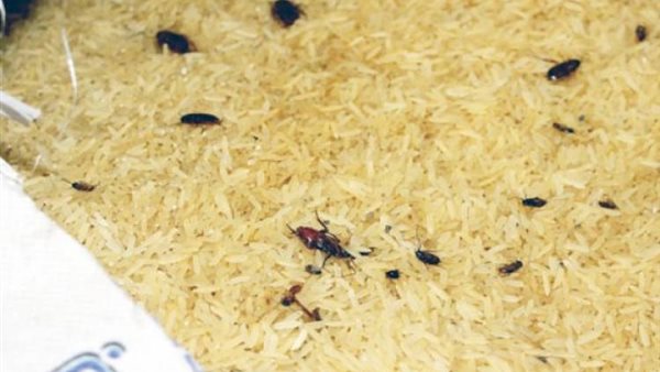 جانب من المضبوطات