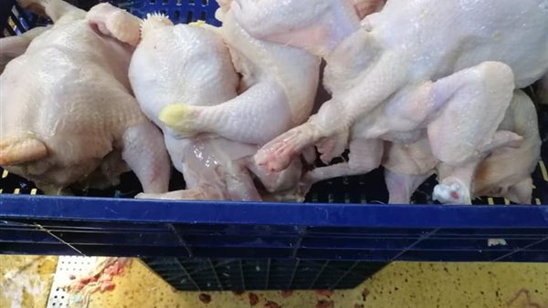 جانب من المضبوطات