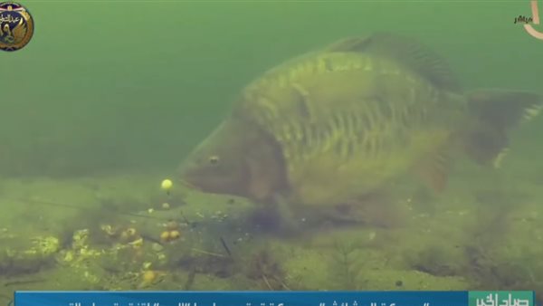 سمكة مبروكة الحشائش