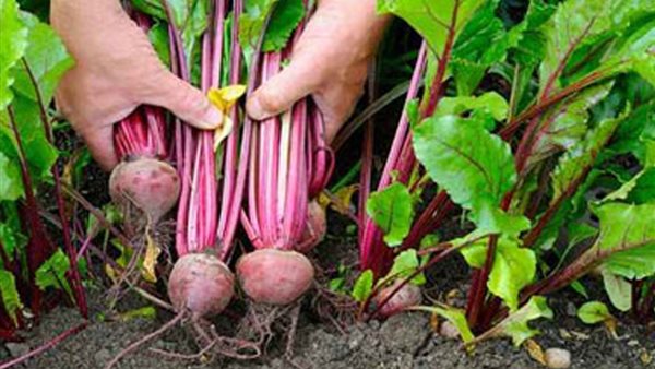 محصول البنجر 