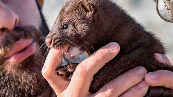 حيوان المنك 