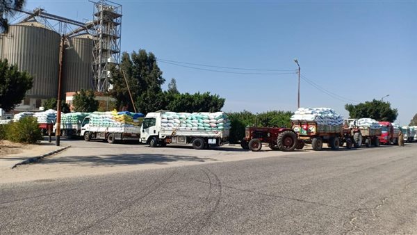 استقبال القمح المحلي