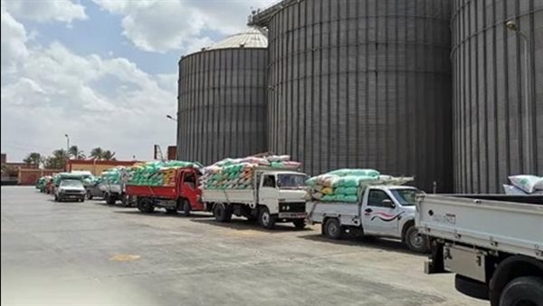 موسم توريد القمح