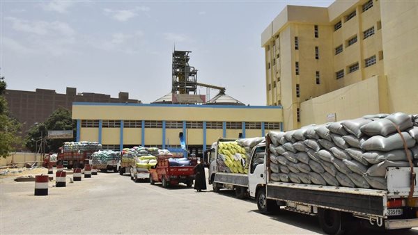  توريد محصول القمح