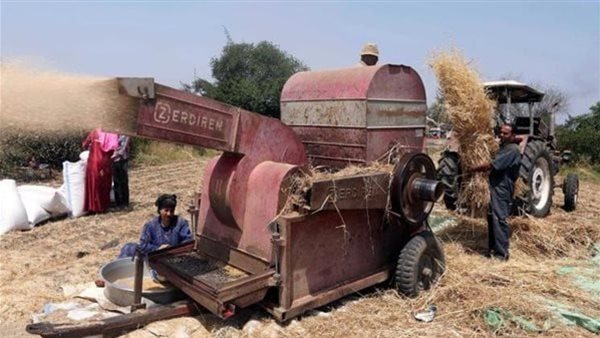 دراسة القمح 