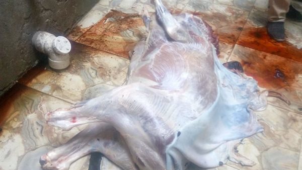 ضبط ذبيحة غير صالحة