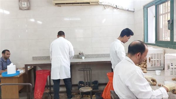  فحص عينات البطاطس