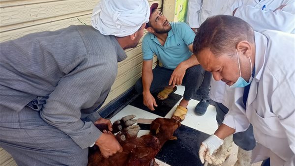 قافلة بيطرية مجانية