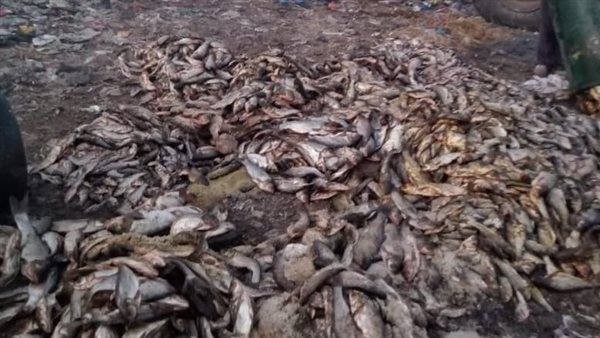 أسماك فاسدة 