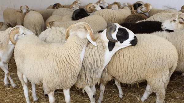 حكم شراء الأضحية