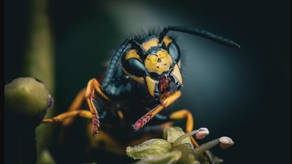  فصيلة من الدبابير