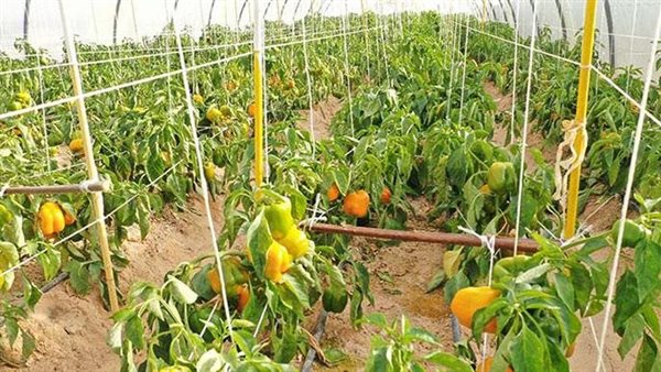 مشروع توشكى