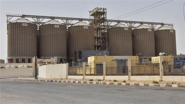 محصول القمح المحلي