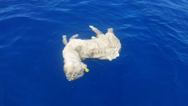 خروف نافق فى البحر