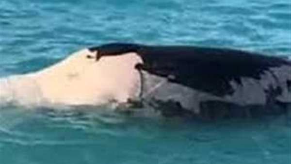 الحوت النافق